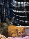 Scamper - Photo 13
