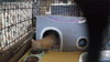 Scamper - Photo 14
