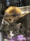 Scamper - Photo 15