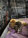 Scamper - Photo 16