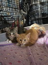 Scamper - Photo 17