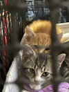Scamper - Photo 18