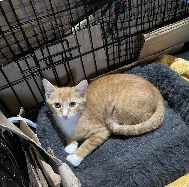 adoptable Cat in Cincinnati, OH named Scamper