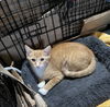 adoptable Cat in , OH named Scamper