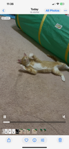 Scamper - Photo 9