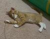 Scamper - Photo 7