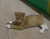 Scamper - Photo 6