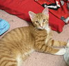 Scamper - Photo 4