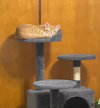 Scamper - Photo 8
