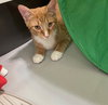 Scamper - Photo 2