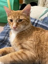 Scamper - Photo 3
