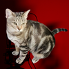 adoptable Cat in  named Trigger