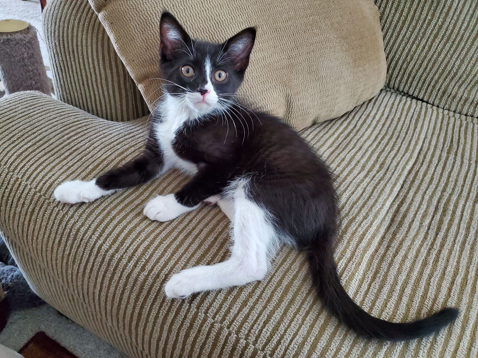 adoptable Cat in Cincinnati, OH named Bingo