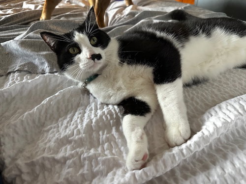 ZZ "ELLIOT" COURTESY LISTING - Domestic Short Hair available for adoption