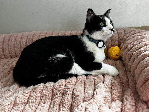 ZZ "ELLIOT" COURTESY LISTING - Domestic Short Hair available for adoption