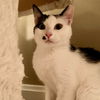 adoptable Cat in , OH named zz "Dolce" courtesy listing