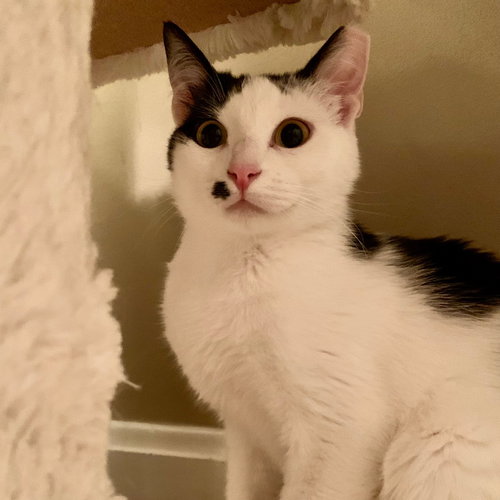 ZZ "DOLCE" COURTESY LISTING - Domestic Short Hair available for adoption