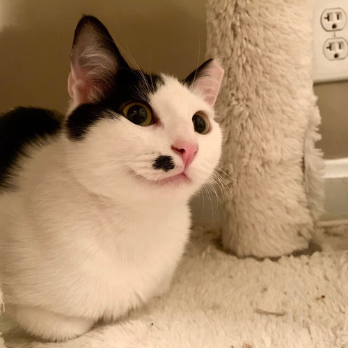 ZZ "DOLCE" COURTESY LISTING - Domestic Short Hair available for adoption