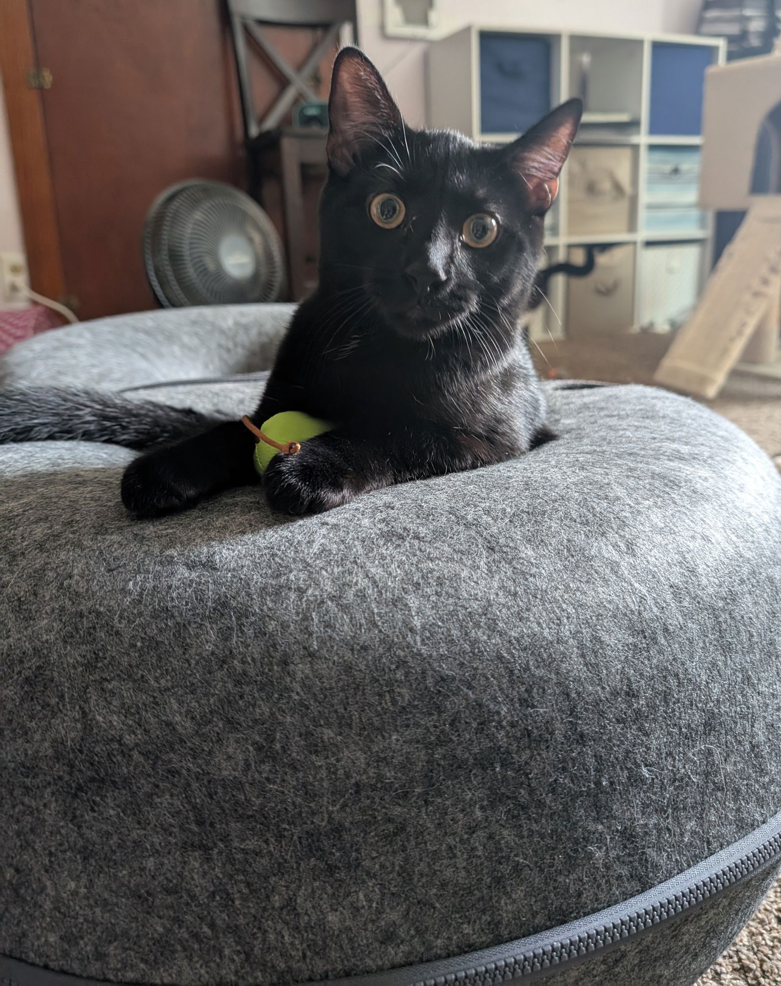 adoptable Cat in Cincinnati, OH named Rush