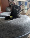 adoptable Cat in , OH named Rush