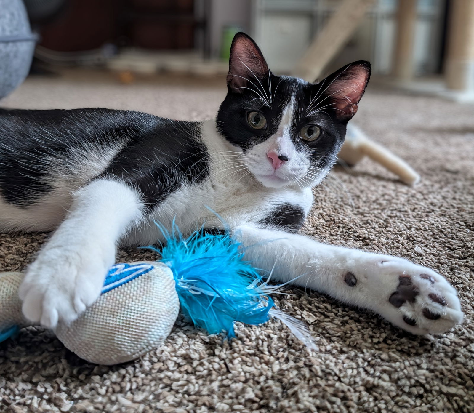 adoptable Cat in Cincinnati, OH named Lush