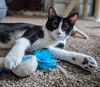adoptable Cat in  named Lush