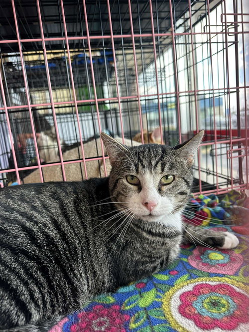GRANT - Tabby / Domestic Short Hair available for adoption