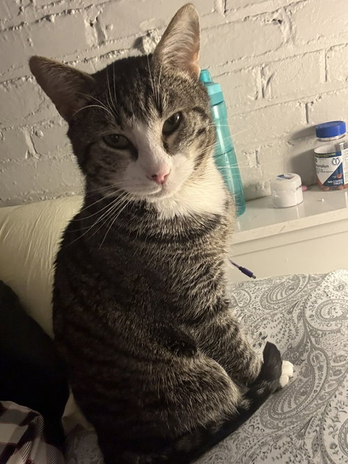 GRANT - Tabby / Domestic Short Hair available for adoption