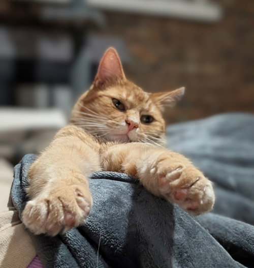 Sugar Bear, Adult Domestic Short Hair (short coat), cat for adoption in Cincinnati, Ohio
