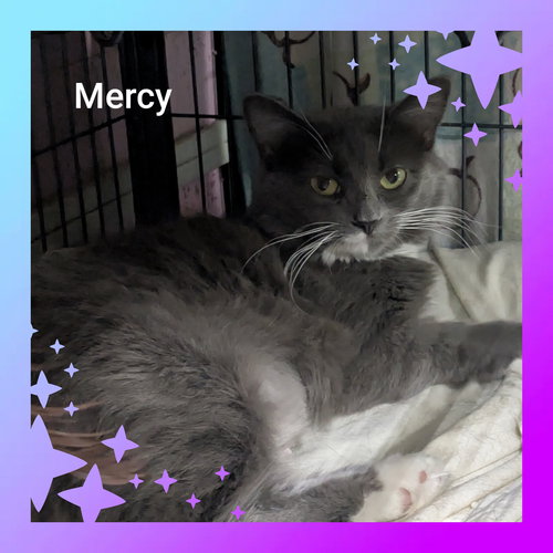 MERCY - Domestic Medium Hair available for adoption