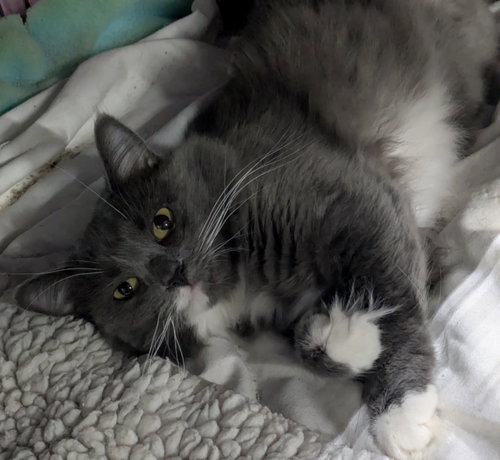 MERCY - Domestic Medium Hair available for adoption