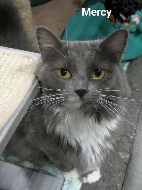 MERCY - Domestic Long Hair / Tuxedo available for adoption