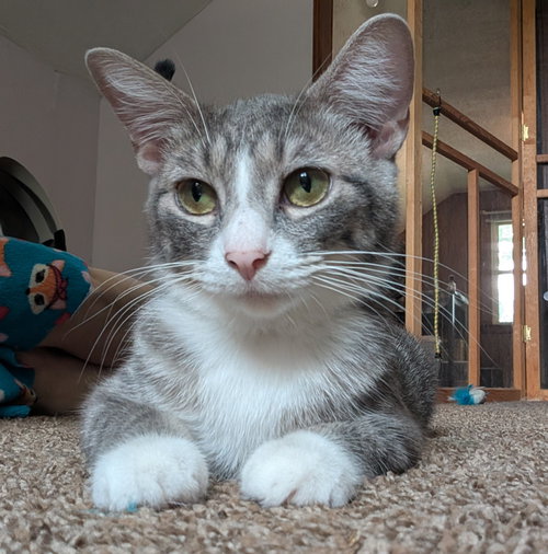 SOUP - Domestic Short Hair available for adoption
