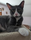 Nugget - Photo 1