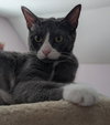 Nugget - Photo 2