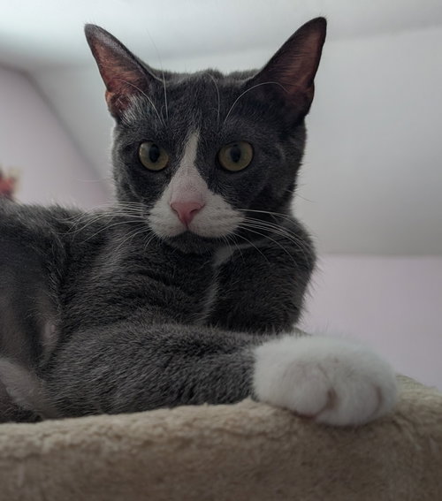 NUGGET - Domestic Short Hair available for adoption