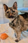 adoptable Cat in  named L