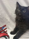 adoptable Cat in  named Micah