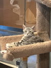 adoptable Cat in  named Tatiana
