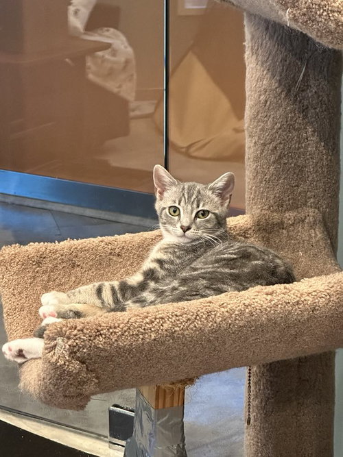 TATIANA - Tabby / Tuxedo available for adoption