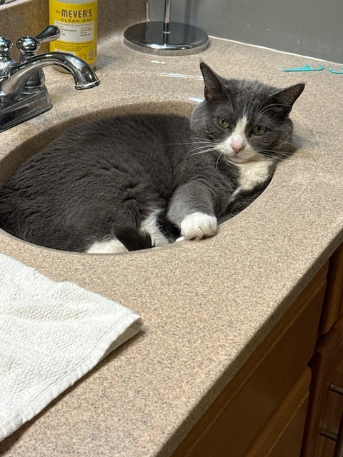 ZZ "DUSTY" COURTESY LISTING - Domestic Short Hair available for adoption