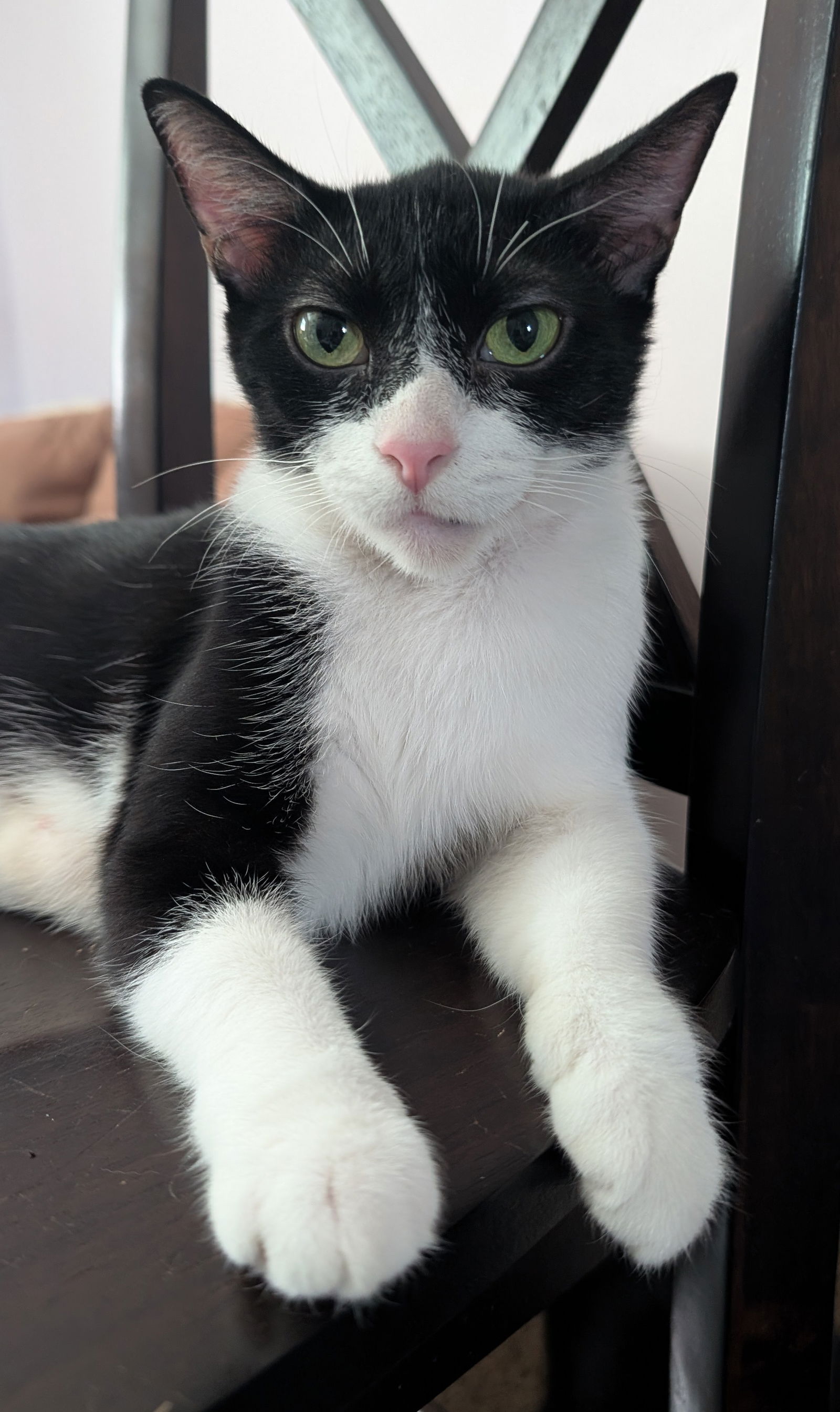 adoptable Cat in Cincinnati, OH named Zero (TSNP)