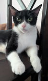 adoptable Cat in Cincinnati, OH named Zero (TSNP)