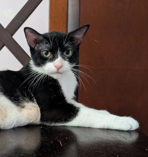 ZERO - Domestic Short Hair available for adoption