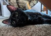 adoptable Cat in Cincinnati, OH named Ferg (TSNP)