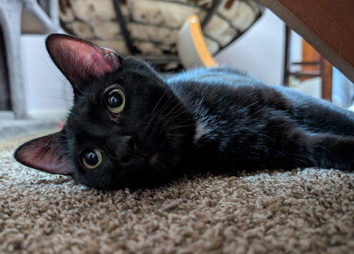 FERG - Domestic Short Hair available for adoption