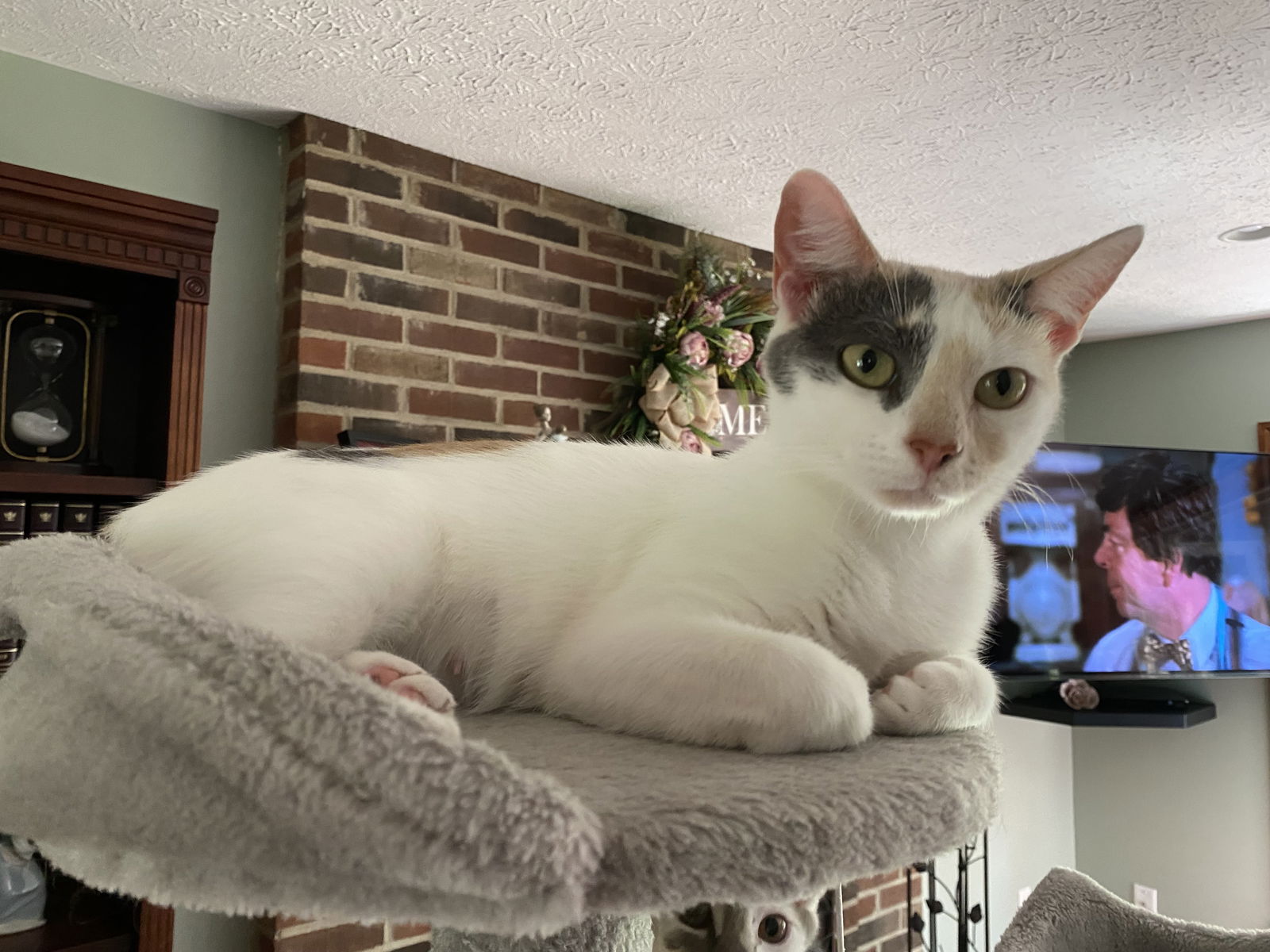 adoptable Cat in Cincinnati, OH named zz