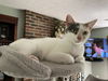 adoptable Cat in  named zz "Lily" courtesy listing
