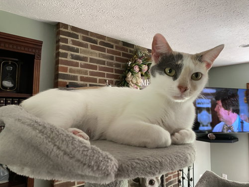 ZZ "LILY" COURTESY LISTING - Calico available for adoption