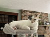 zz "Lily" courtesy listing - Photo 2